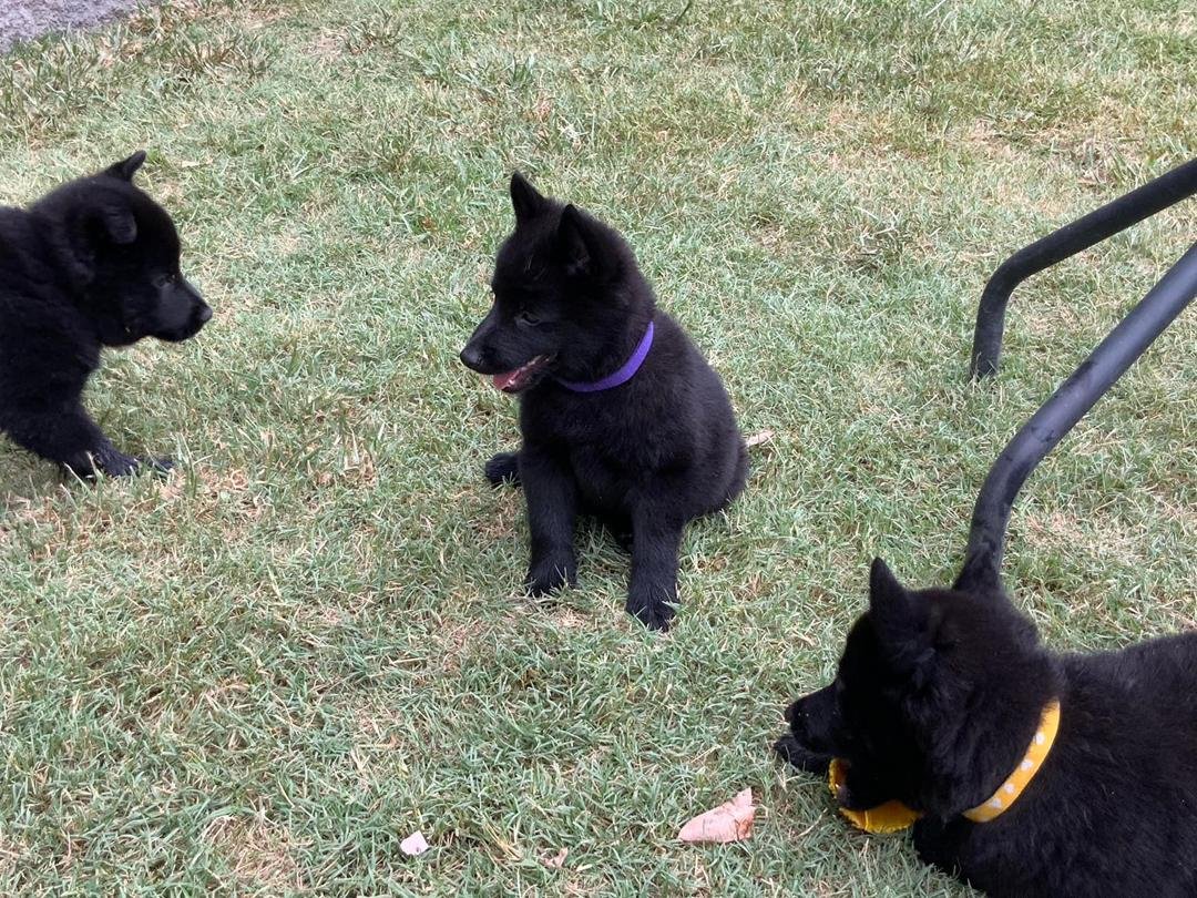 69a71c14 9b03 4de0 8b77 A4b81e7af1ec