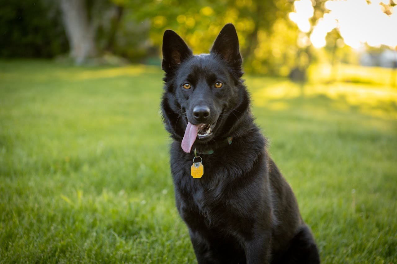 Adorable black dog sitting in grassy field, tongue out, during daylight.