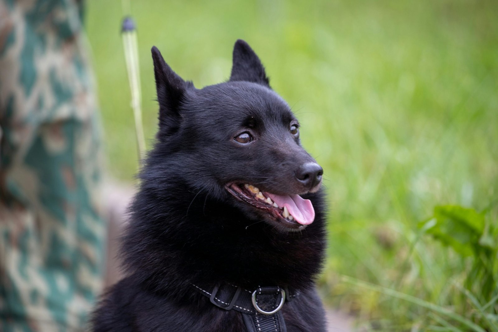 A smiling black dog in a grassy outdoor setting.